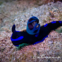 Morose Nudibranch