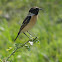 White-tailed Stonechat