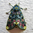 Moths of Maharashtra