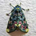Lily moth