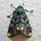 Lily moth