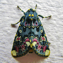 Moths of Maharashtra