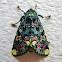 Lily moth
