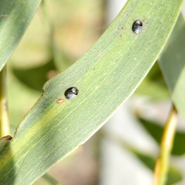 Squash bug egg cases Project Noah