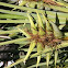 Date Palm