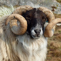 Scottish Blackface