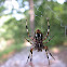 unknown spider