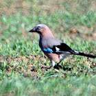 Eurasian Jay - Sojka obecná