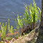Ostrich Fern
