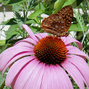 purple coneflower