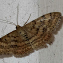 Moth