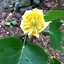 Tulip Tree