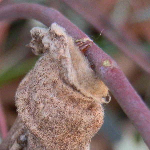 Lessstick Case Moth larva Project Noah