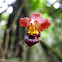 Orchid