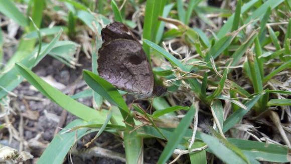 Spotting Image 1