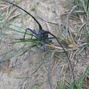 Whitespotted Sawyer (Male)