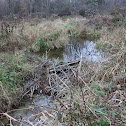 Beaver Dam (and other signs)
