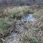 Beaver Dam (and other signs)
