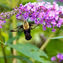 Snowberry Clearwing Moth