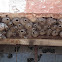 Nests of swallows
