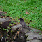 Mosquero de agua-  Black Phoebe