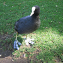 Eurasian Coot