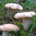 Hedgehog Mushroom