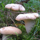 Hedgehog Mushroom