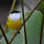 White-collared Manakin