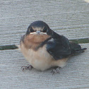 Barn Swallow juvenile