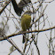 Grey Wagtail