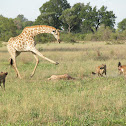 South African Giraffe