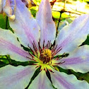 Clematis  "Nelly Moser"