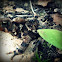 American toad