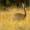 Greater rhea