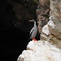 Red-legged Cormorant - Cormorão de Pernas Vermelha