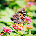 Painted Lady (小紅蛺蝶)