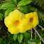 Yellow Bell