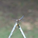 Blue Dasher