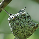 Blue-Gray Gnatcatcher