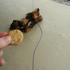 Ankle Biter Peanut Butter Drops (For Your Fur Baby)