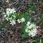 White Aster (wild)