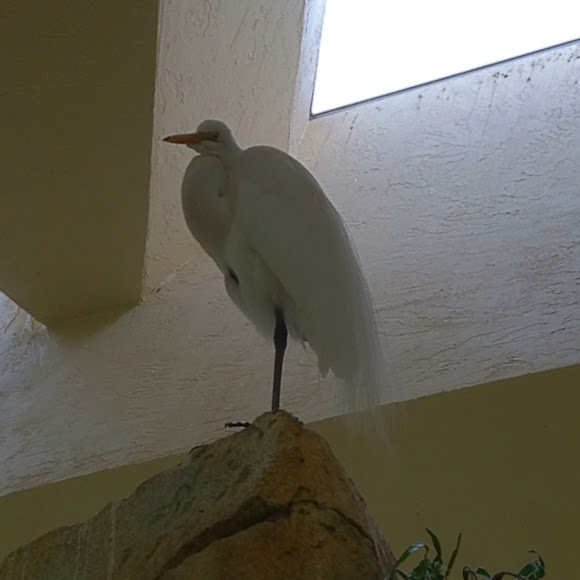 Spotting Image 1