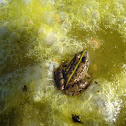 Perez's Frog