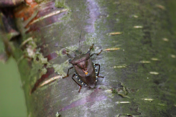 Spotting Image 1