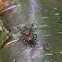 Forest Shieldbug