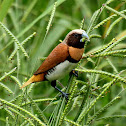 Chestnut Breasted Mannikin