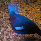 victoria crowned pigeon