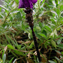 Shadow Darner 