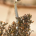 False Cobra